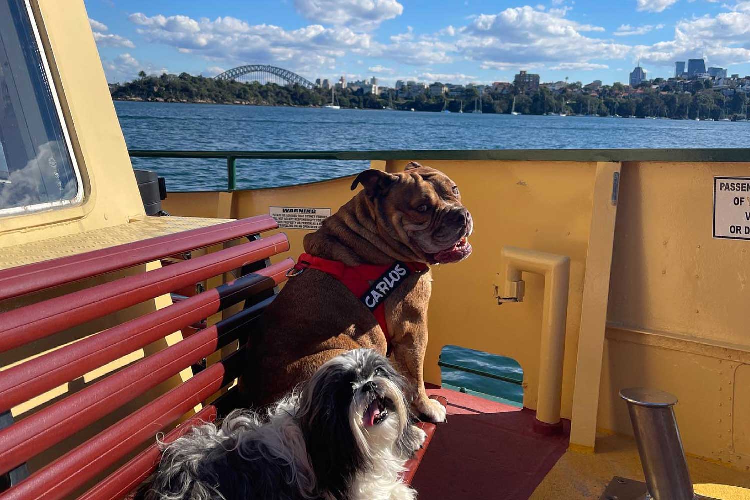 can you take dogs on a ferry