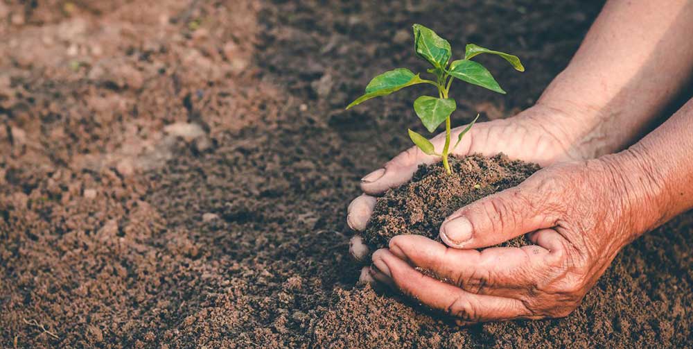 The NSW Government is giving away FREE trees to residents on the lower ...