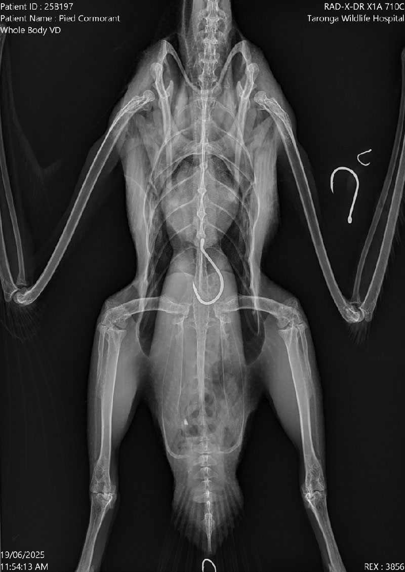 Hooks-3a