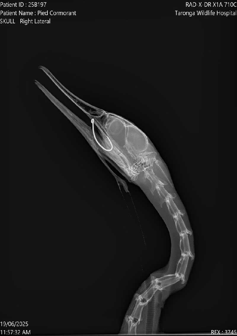 Hooks-3b