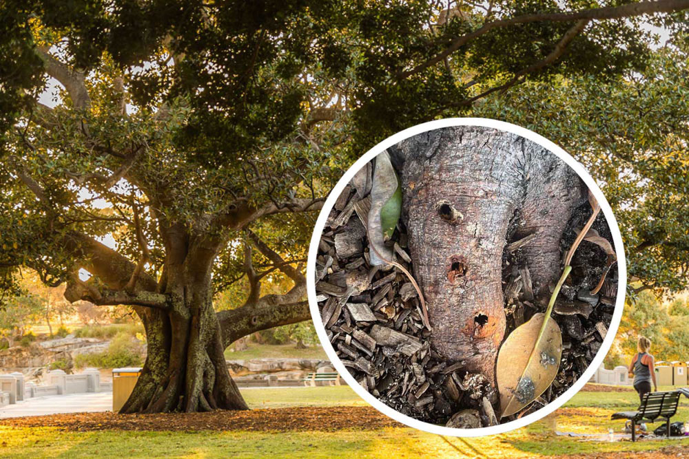 Over the past five years, Mosman has recorded 159 cases of tree vandalism across the LGA.