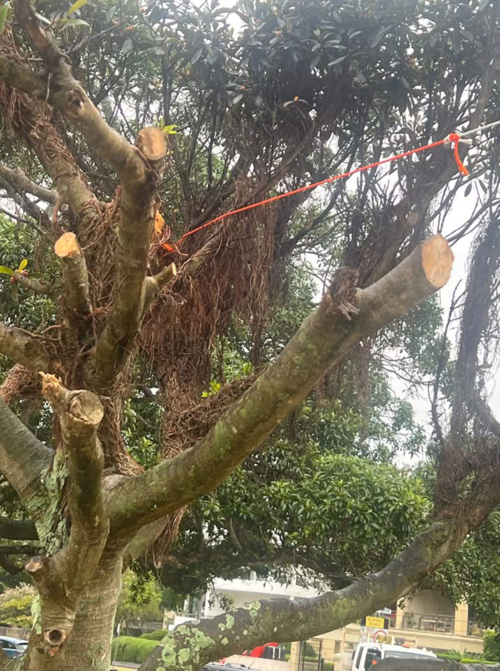 documented case of tree vandalism at Balmoral Beach in 2025. Image: Mosman Collective.