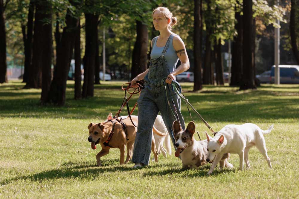 dog-4 Commercial dog walkers will be charged $300 per year (plus a one-off $50 application fee).