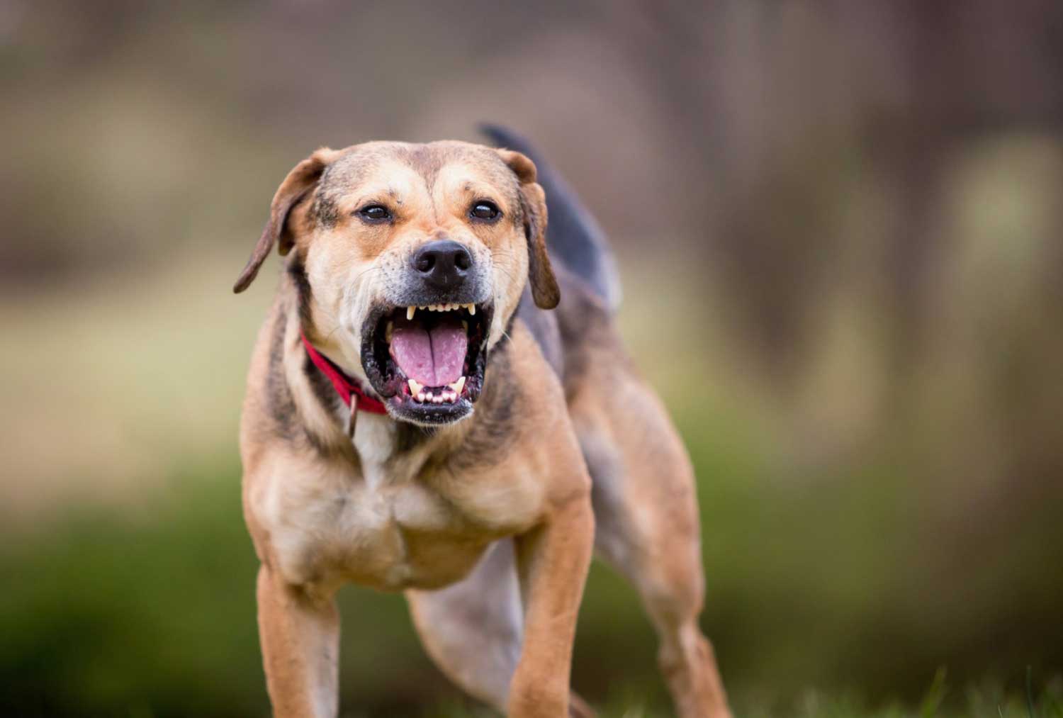 North Sydney Council has issued a warning to all dog owners after 36 dog attacks were reported last year.