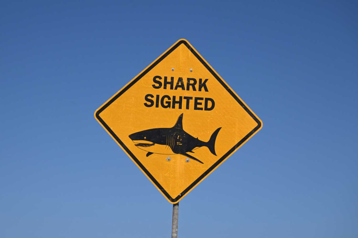Shark A Mosman Councillor wants to investigate installing Shark Bite Kits at local Mosman's beaches ahead of next summer