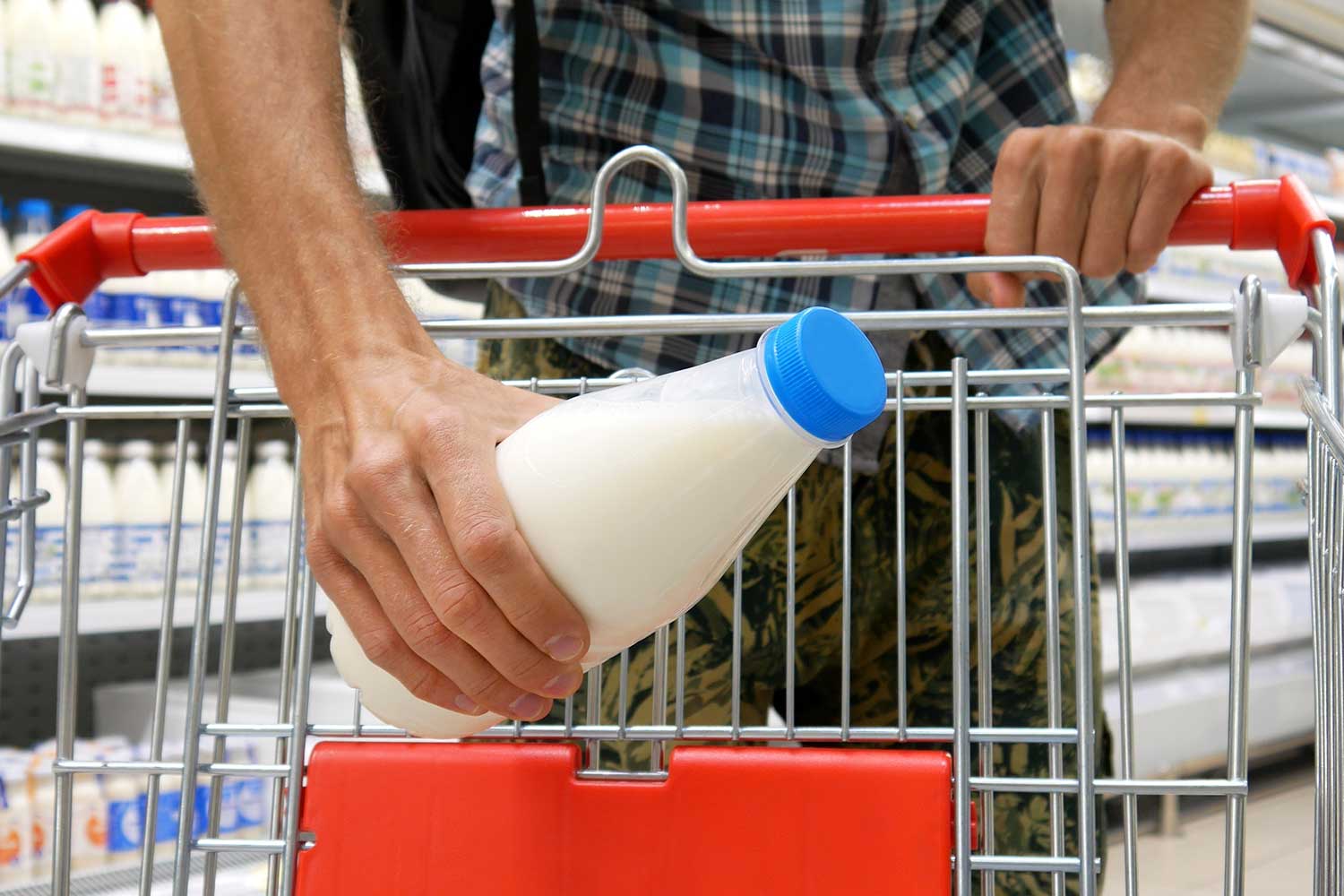 100kg of recycled milk bottles will be used to create giant sculptures in North Sydney this Chirstmas.