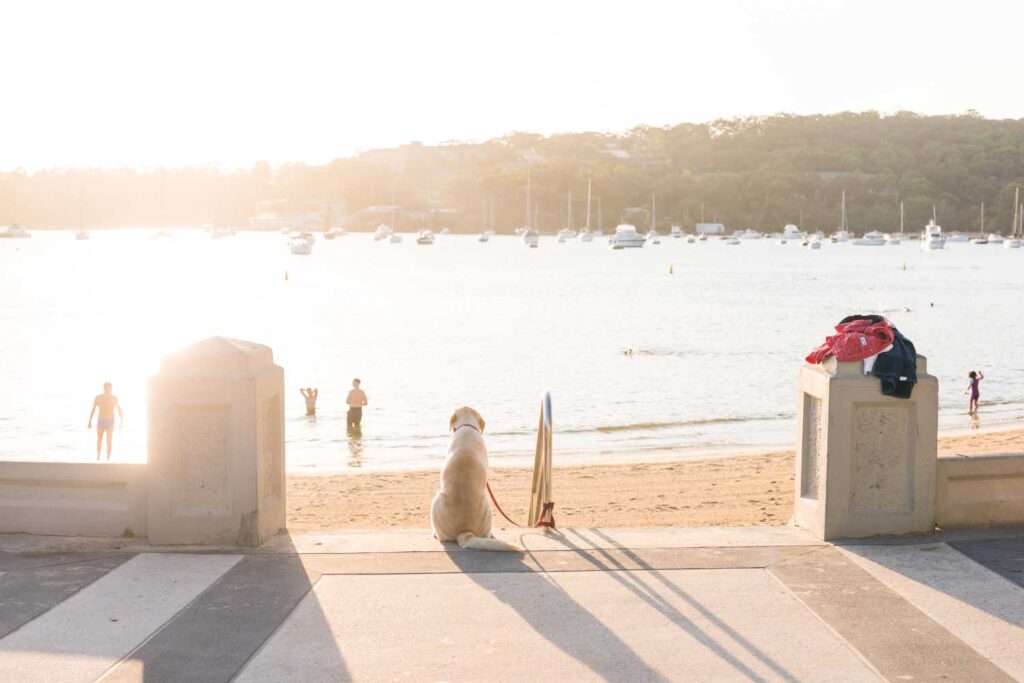 Sunrise at Balmoral Beach Mosman with dog looking on