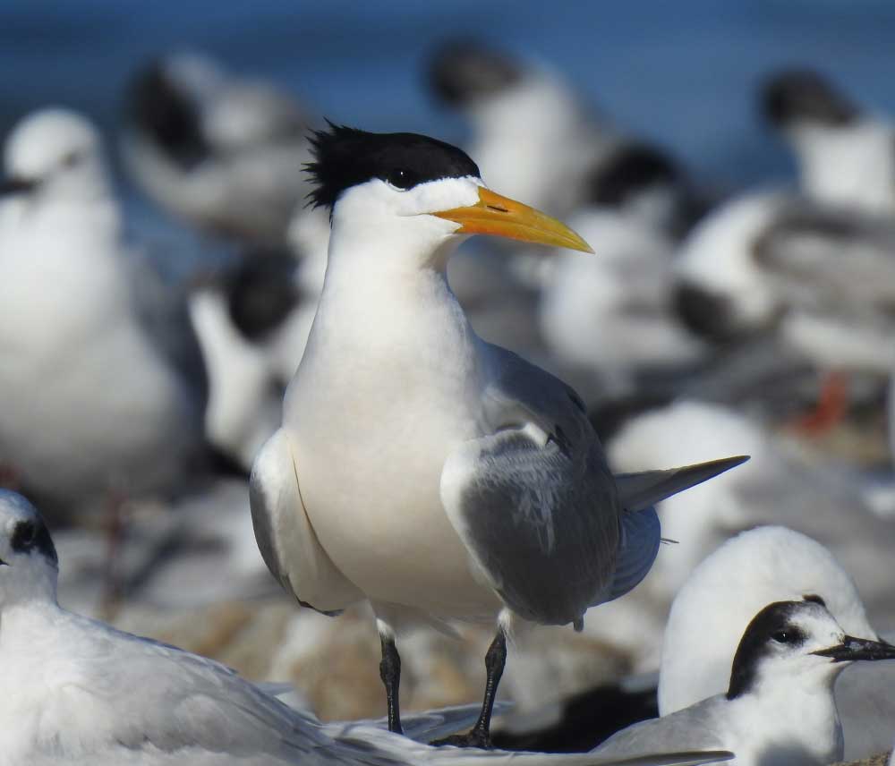 Crested Tern at the beach