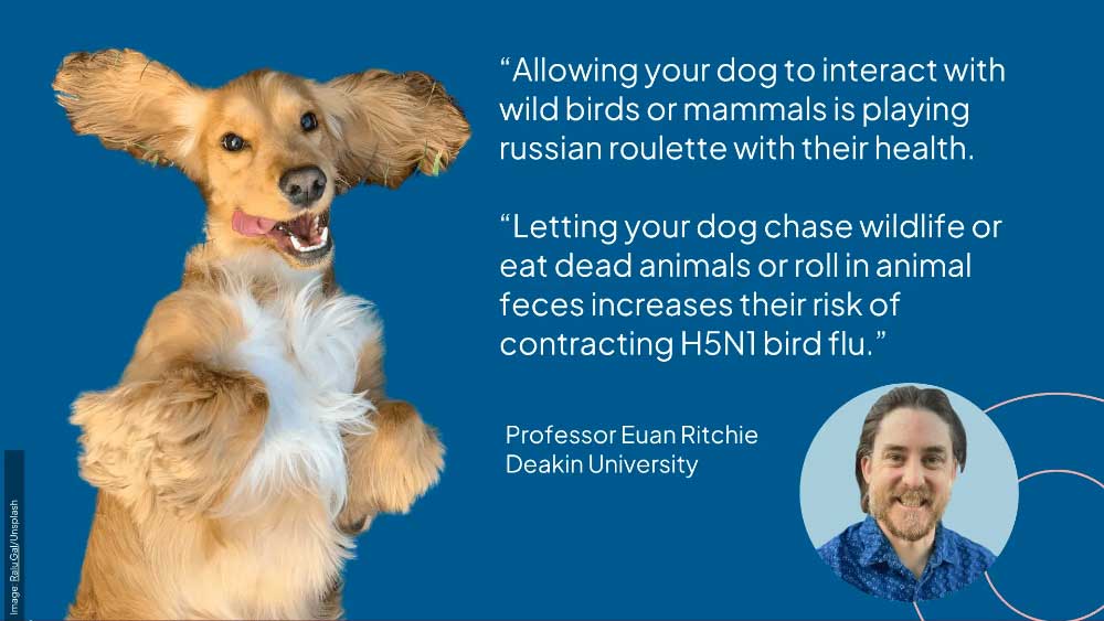 Infomation poster for dogs and bird flu