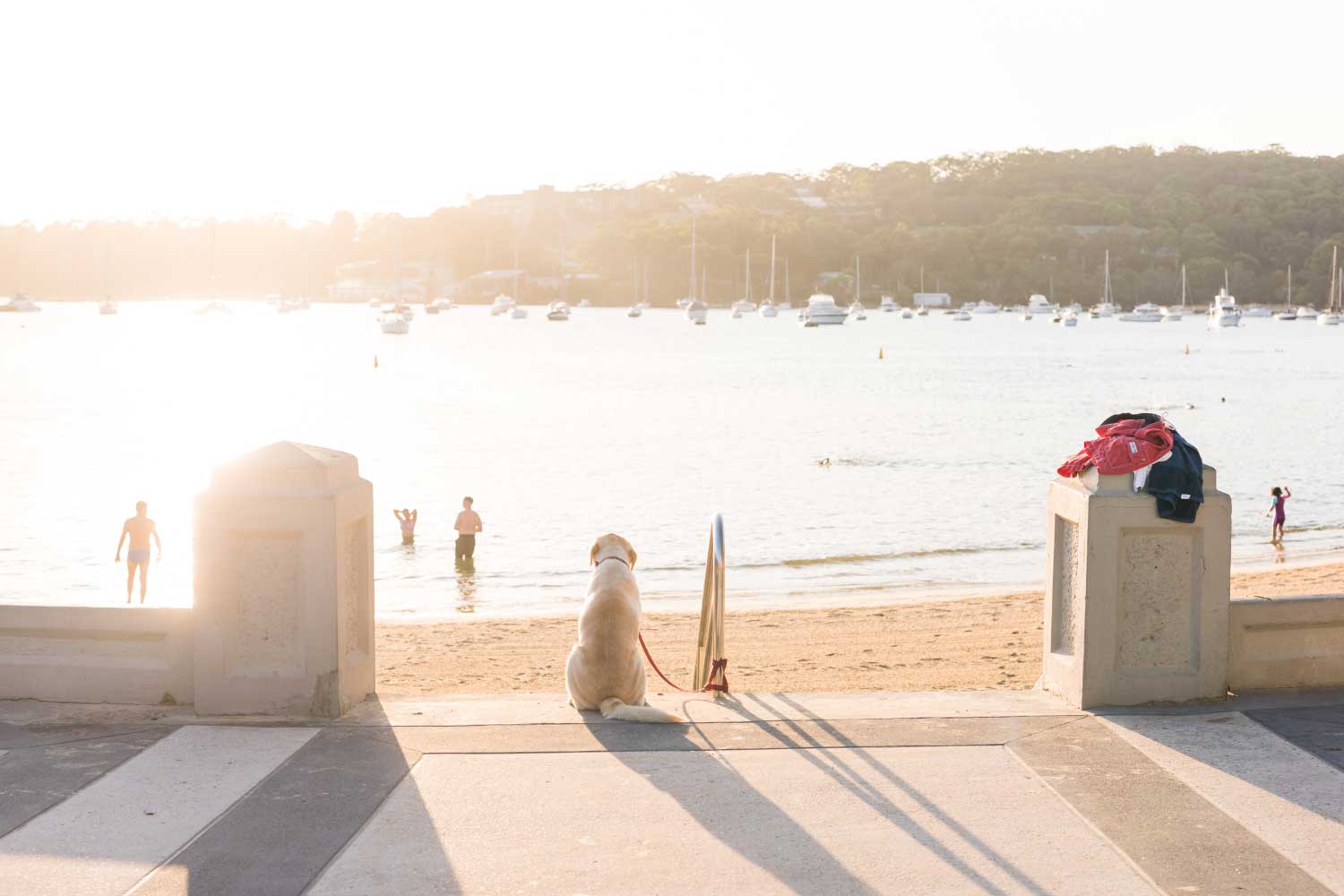 Sunrise at Balmoral Beach Mosman with dog looking on