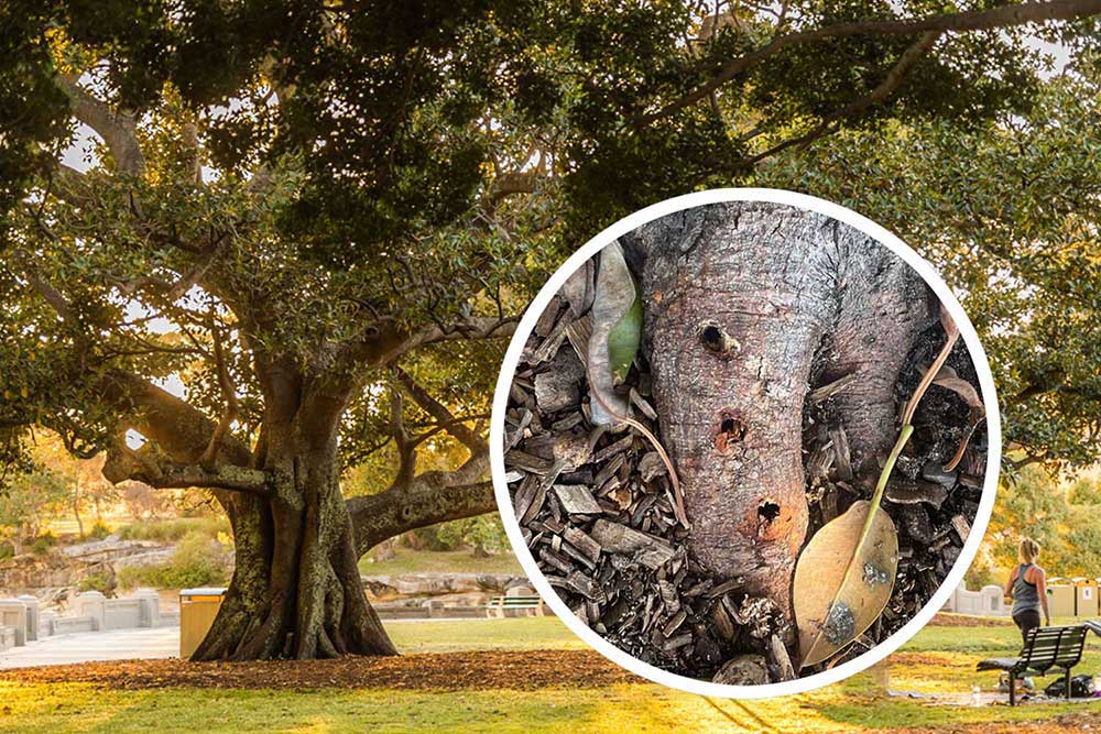 Balmoral fig tree with closeup of bore holes drilled into trunk by vandals