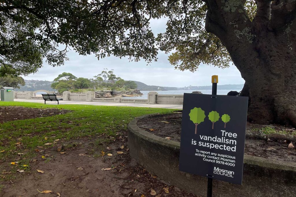 The Balmoral fig tree that ws vandalised
