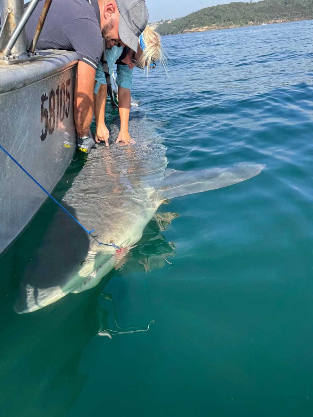 A female Bull Shark being tagged in Sydney Harbour.
