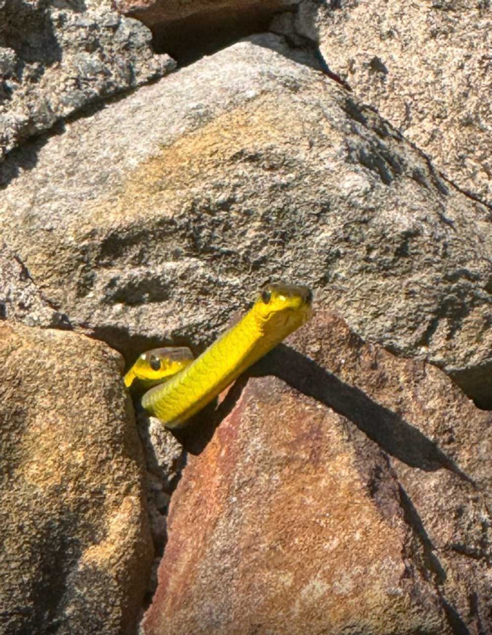 2 snakes in rock wall 2 snakes in rock wall
