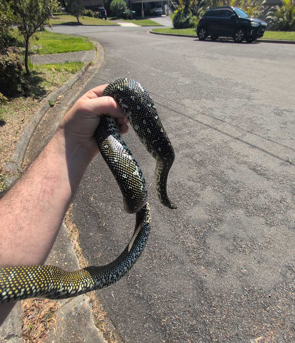 Harley holding a mature diamond python Harley holding a mature diamond python