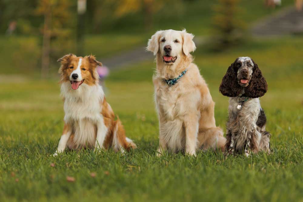 3 dogs sitting on grass area in a park