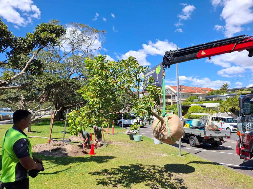 New fig tree being lifted into place by council workers