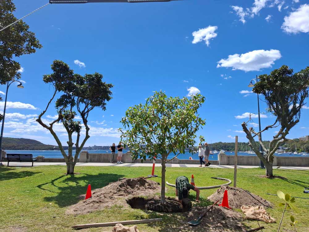 The new fig tree placed in pre-dug hole