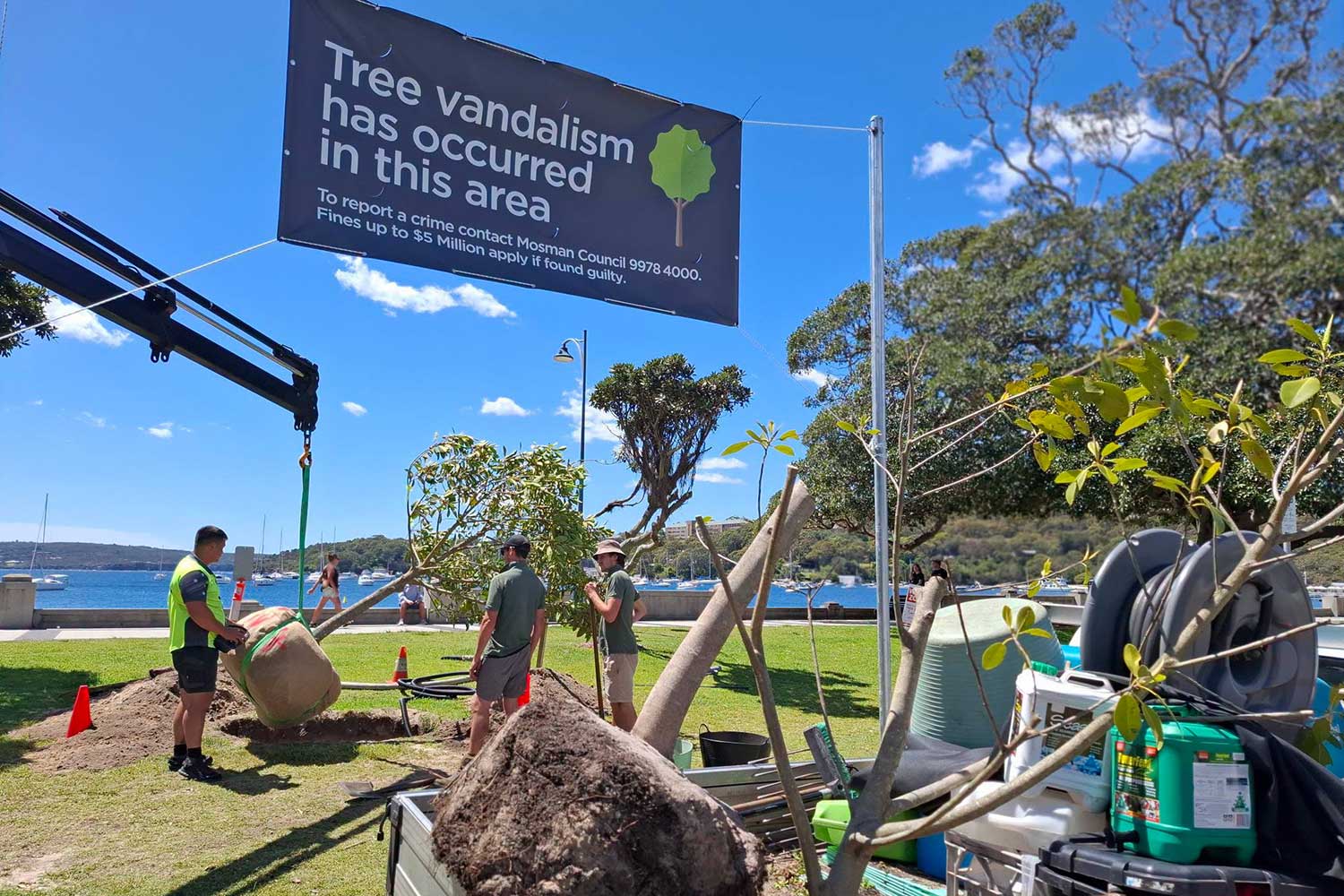 Council workers planting a new fig tree