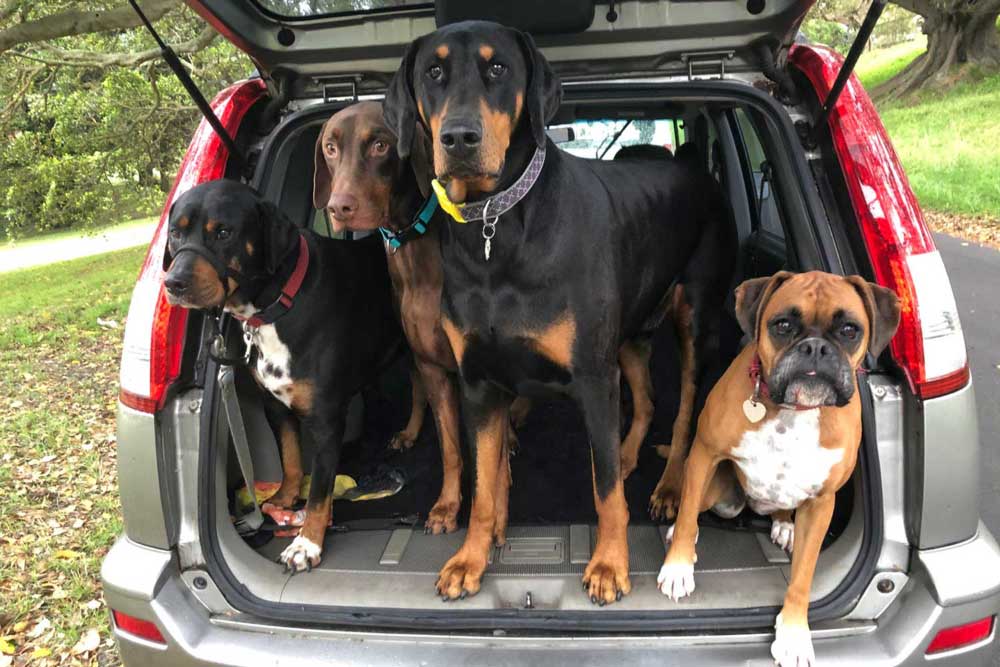 Four dogs in back of car waiting for their walk