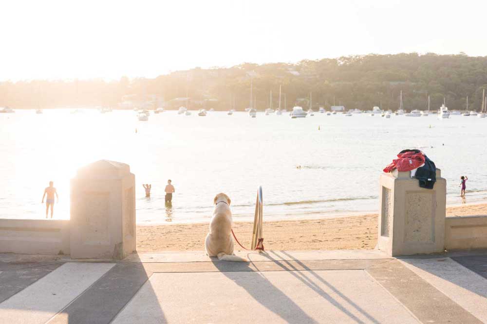 Labrador tired up waiting for it's owner at the beach