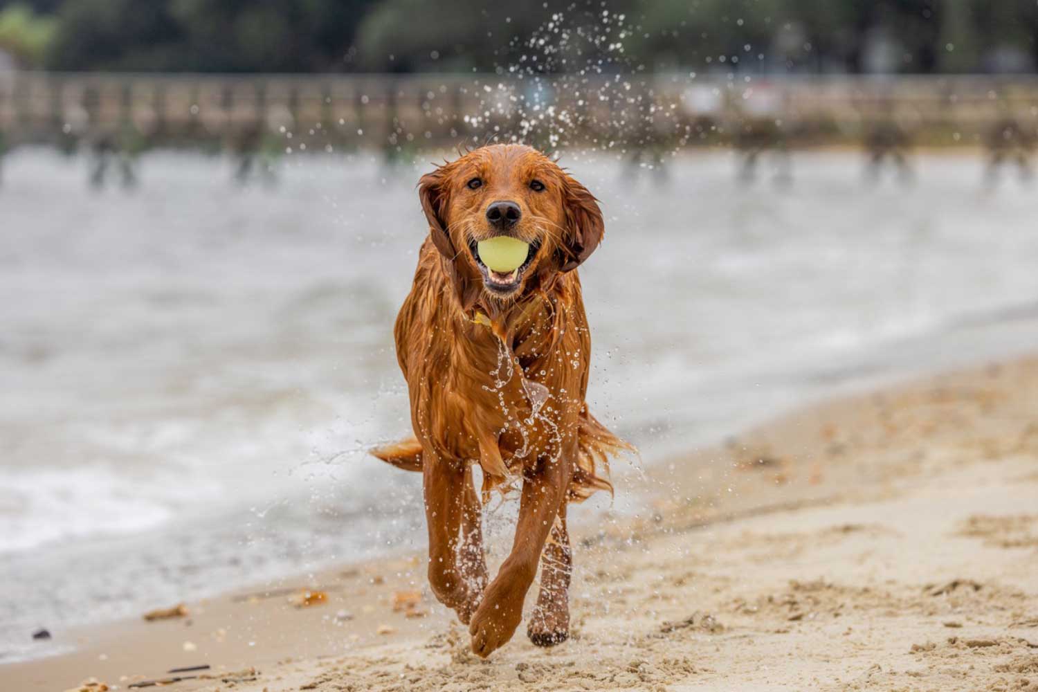 wet golden retriever running on beach with ball in mouth