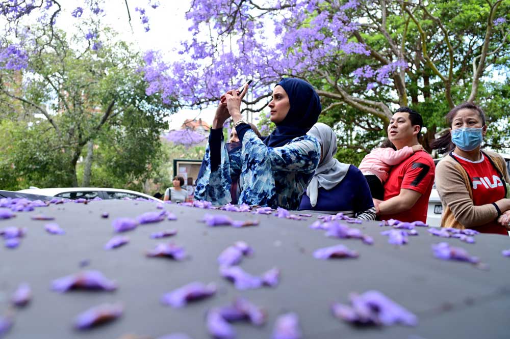 women with iphone taking photo of jacaranda trees women with iphone taking photo of Jacaranda trees