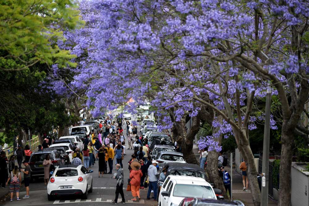 Street view of Jacaranda trees Street view of Jacaranda trees