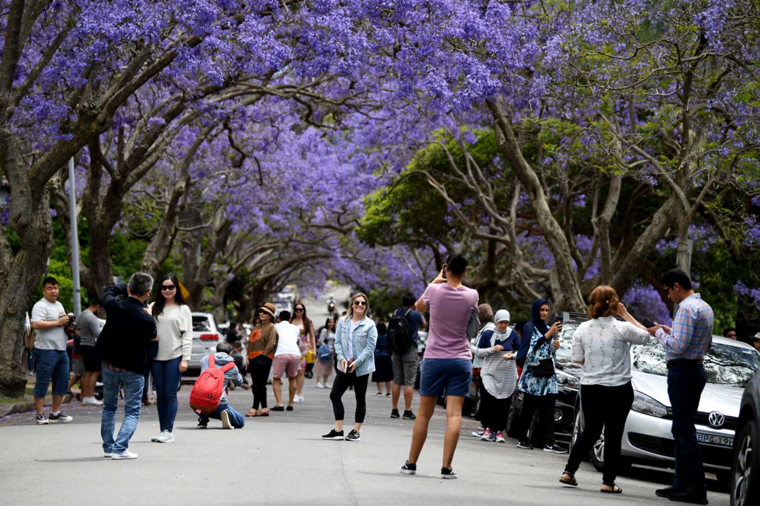 Street with people walking through Jacaranda trees in Kirribilli